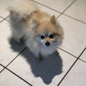 Meet your Posher, Alison